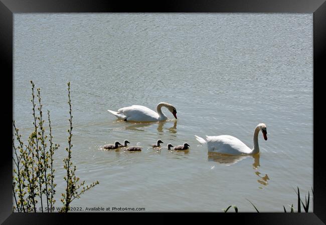 family of swans with cygnets Framed Print by Sally Wallis
