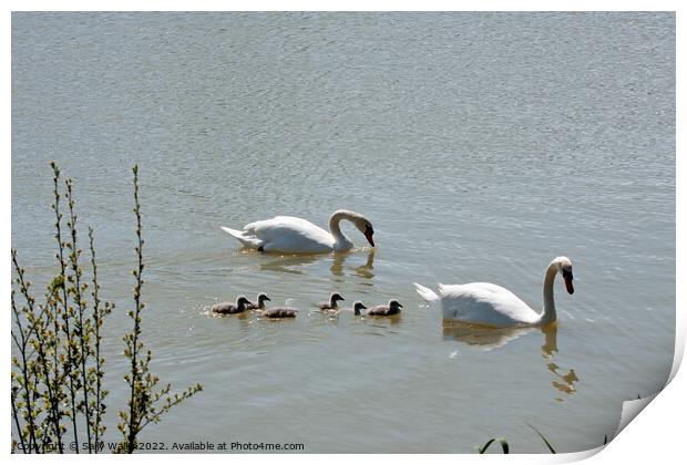 family of swans with cygnets Print by Sally Wallis