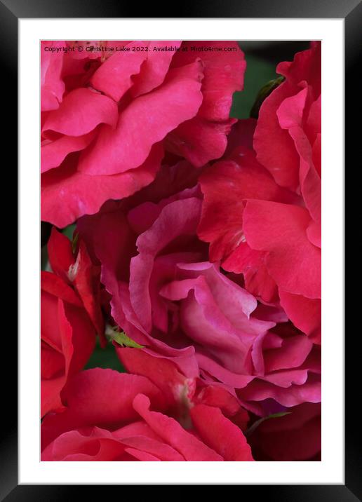 Petals In Pink Framed Mounted Print by Christine Lake