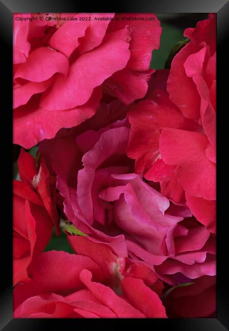 Petals In Pink Framed Print by Christine Lake