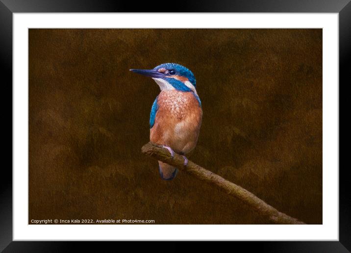 Kingfisher Perched and Posing Framed Mounted Print by Inca Kala