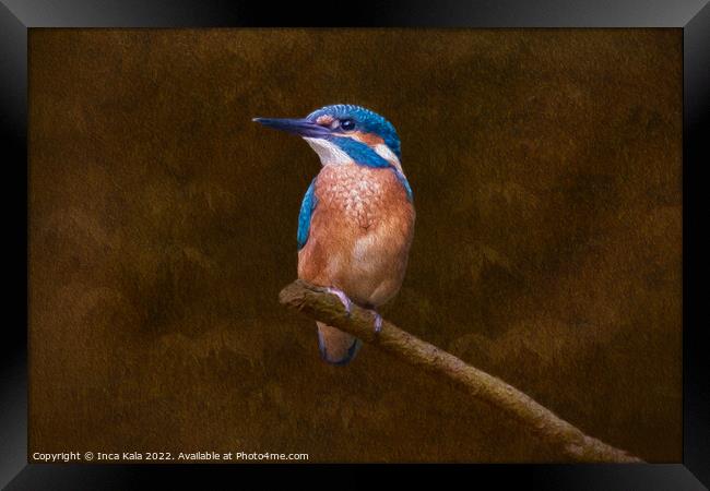 Kingfisher Perched and Posing Framed Print by Inca Kala