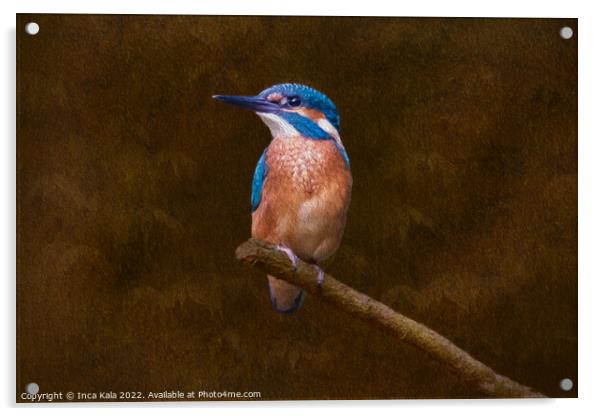 Kingfisher Perched and Posing Acrylic by Inca Kala
