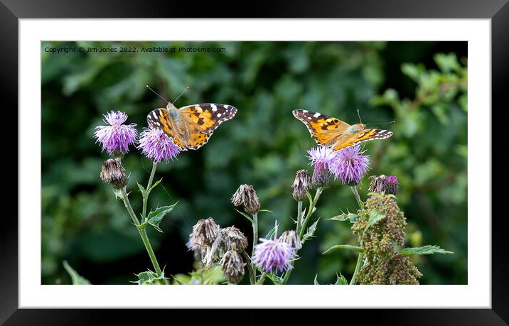 Painted Lady Butterflies in sunshine Framed Mounted Print by Jim Jones