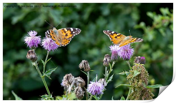 Painted Lady Butterflies in sunshine Print by Jim Jones