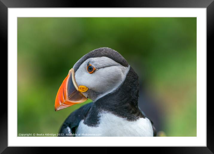 Atlantic puffin Framed Mounted Print by Beata Aldridge