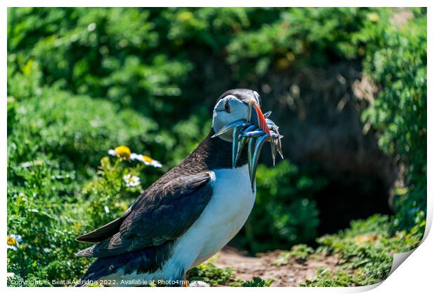 Atlantic puffin Print by Beata Aldridge