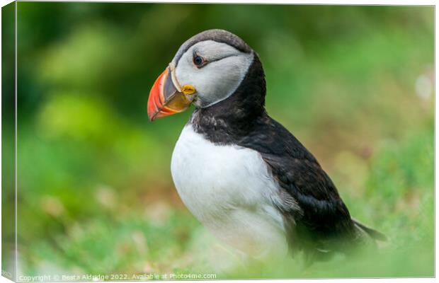 Atlantic puffin Canvas Print by Beata Aldridge