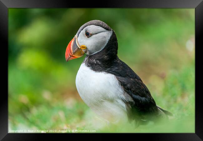 Atlantic puffin Framed Print by Beata Aldridge