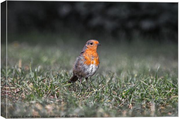Robin Redbreast at Ground Level Canvas Print by Martin Day