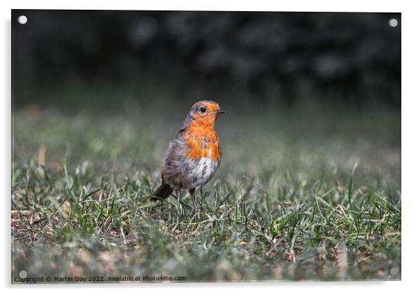 Robin Redbreast at Ground Level Acrylic by Martin Day