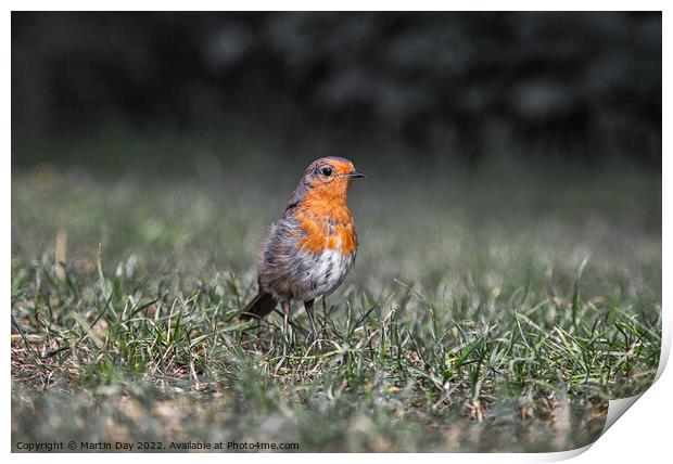 Robin Redbreast at Ground Level Print by Martin Day