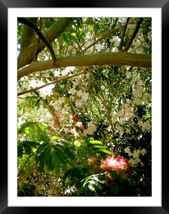 Backyard Jungle #2 Framed Mounted Print by Stephanie Moore