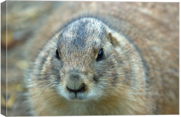 Prairie Dog Canvas Print by Susan Snow