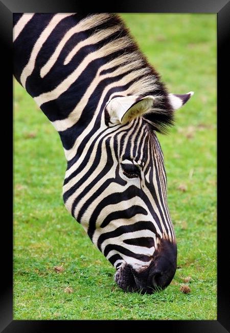 Zebra Framed Print by Susan Snow