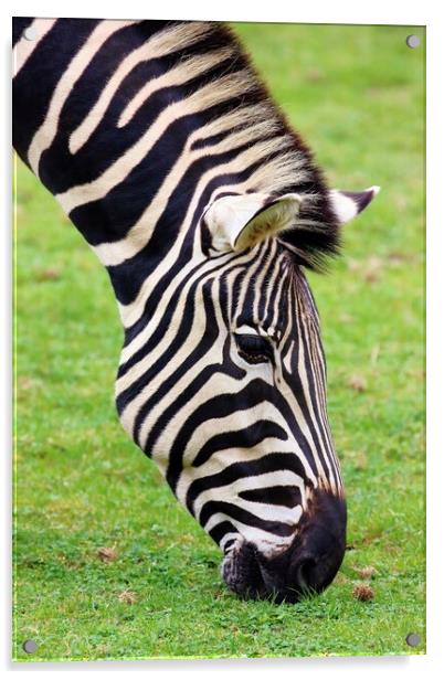 Zebra Acrylic by Susan Snow