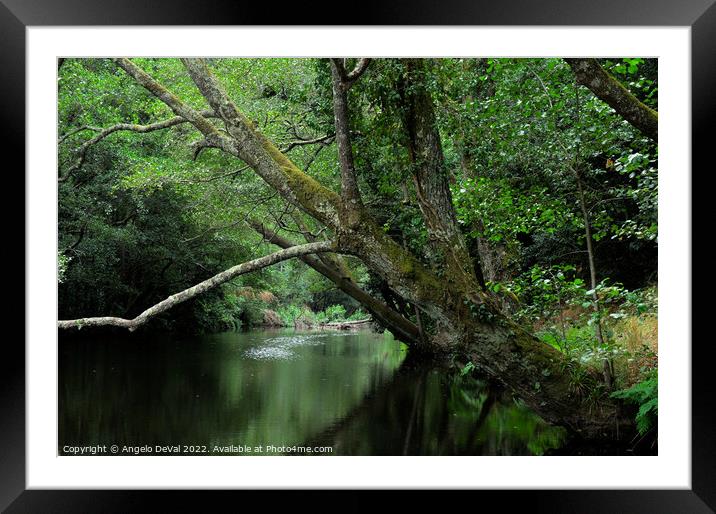Trees Paradise in Pego Escuro Framed Mounted Print by Angelo DeVal