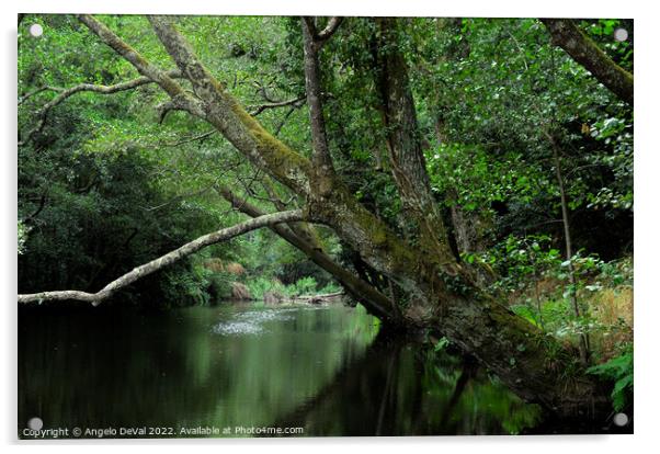 Trees Paradise in Pego Escuro Acrylic by Angelo DeVal