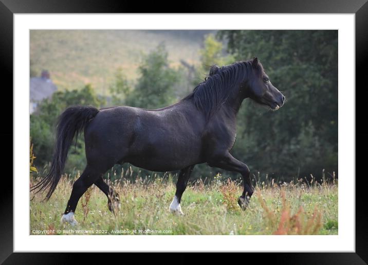 Welsh mountain pony stallion  Framed Mounted Print by Ruth Williams