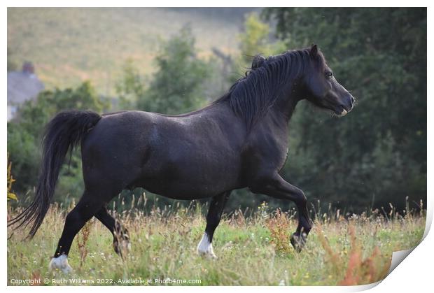 Welsh mountain pony stallion  Print by Ruth Williams