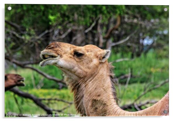 Camel closeup with grass Acrylic by Robert Brozek
