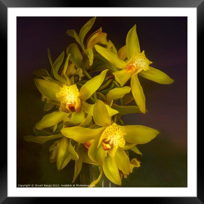 Cymbidium Orchids in a Vase Framed Mounted Print by Stuart Bazga