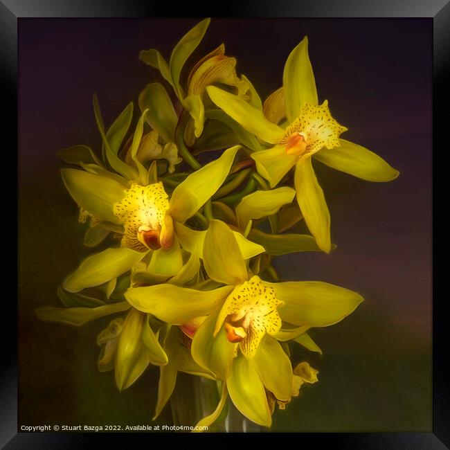 Cymbidium Orchids in a Vase Framed Print by Stuart Bazga