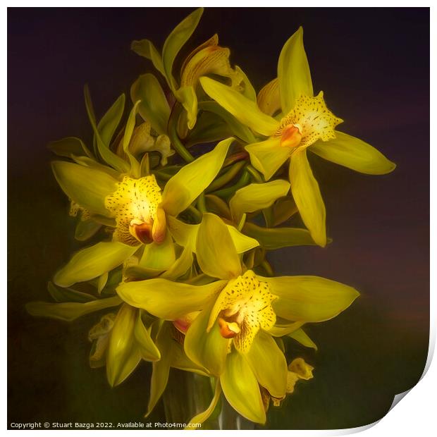 Cymbidium Orchids in a Vase Print by Stuart Bazga