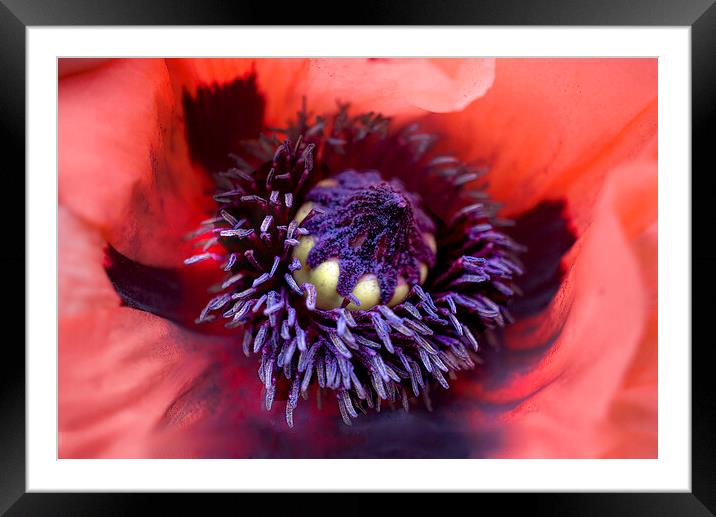 Centre of a Poppy Flower Framed Mounted Print by Alison Chambers