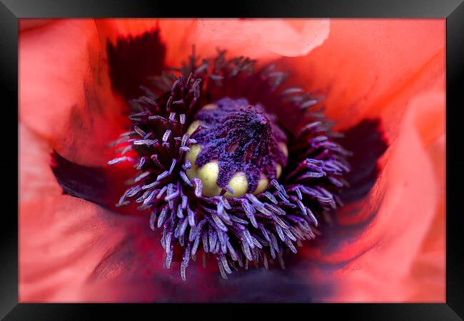 Centre of a Poppy Flower Framed Print by Alison Chambers