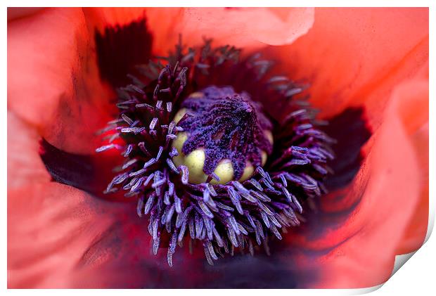 Centre of a Poppy Flower Print by Alison Chambers