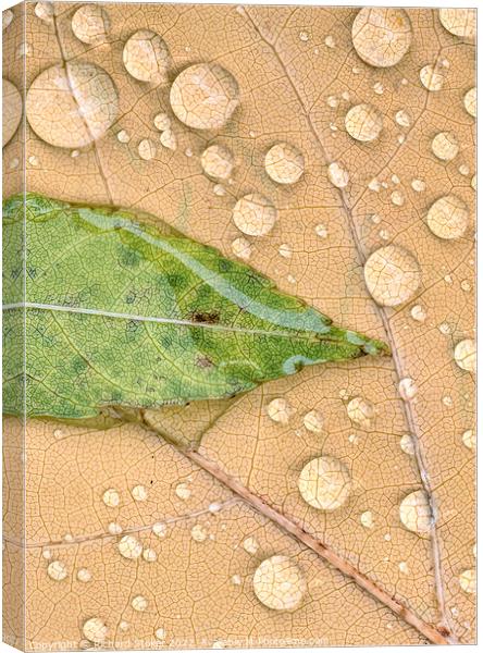Green On Brown Canvas Print by Richard Stoker