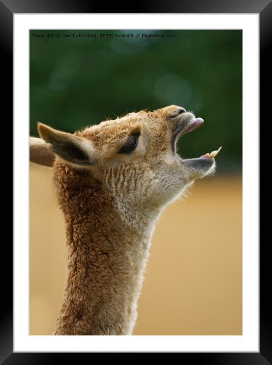 Vicuna Showing His Teeth Framed Mounted Print by rawshutterbug 