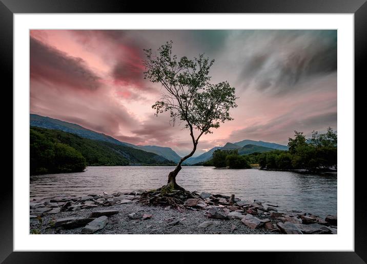 Sunsrise at a lonely tree Framed Mounted Print by Leighton Collins