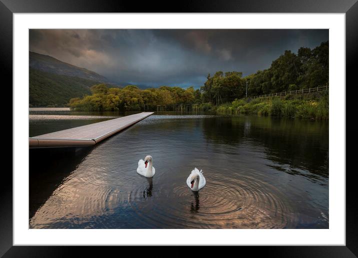 Swans on LLyn Padarn Framed Mounted Print by Leighton Collins