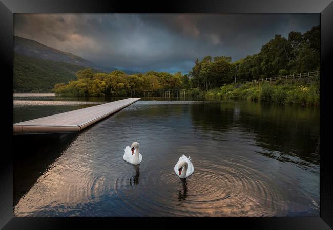 Swans on LLyn Padarn Framed Print by Leighton Collins