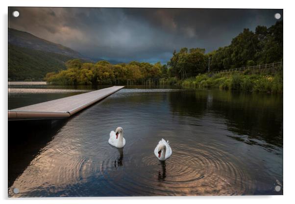 Swans on LLyn Padarn Acrylic by Leighton Collins