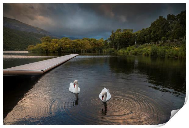 Swans on LLyn Padarn Print by Leighton Collins