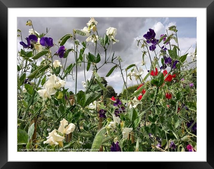 Sweet peas Framed Mounted Print by Les Schofield