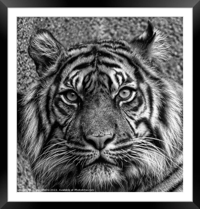 The Majestic Stare Framed Mounted Print by Luigi Petro
