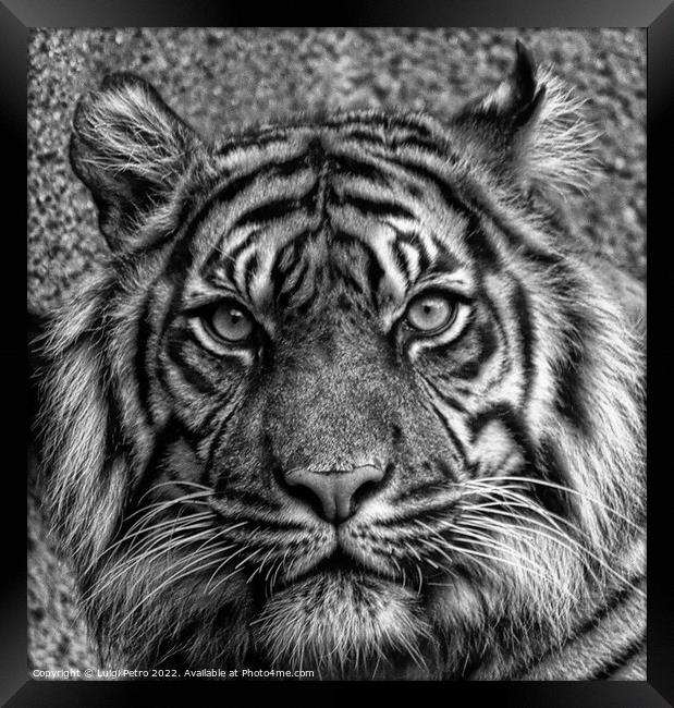 The Majestic Stare Framed Print by Luigi Petro