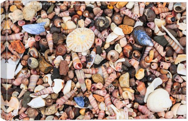 Sea Shells on a Seashore Canvas Print by Pearl Bucknall