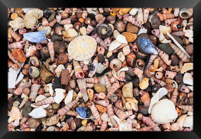 Sea Shells on a Seashore Framed Print by Pearl Bucknall