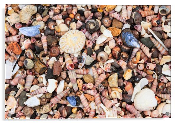 Sea Shells on a Seashore Acrylic by Pearl Bucknall