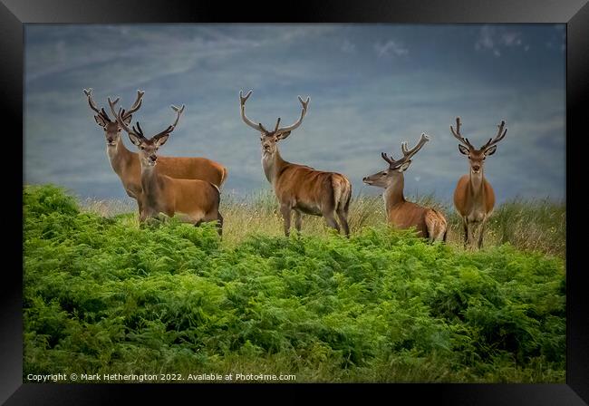 Red Deer in North West of Scotland Framed Print by Mark Hetherington