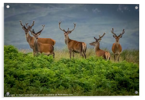 Red Deer in North West of Scotland Acrylic by Mark Hetherington