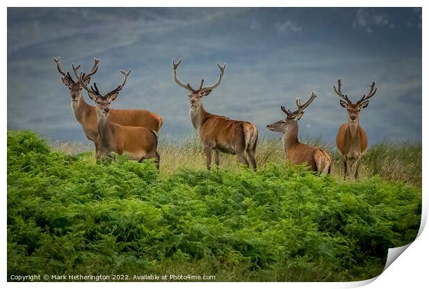 Red Deer in North West of Scotland Print by Mark Hetherington