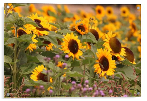 Beautiful Sunflowers Acrylic by Rebecca Hucker