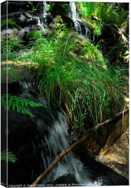 Waterfall and nature in Carvalhais Canvas Print by Angelo DeVal