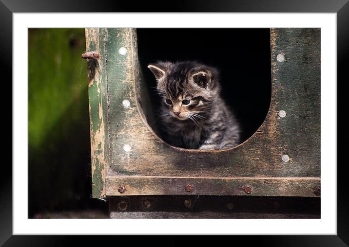 Scottish Wildcat Kitten Framed Mounted Print by Linda More